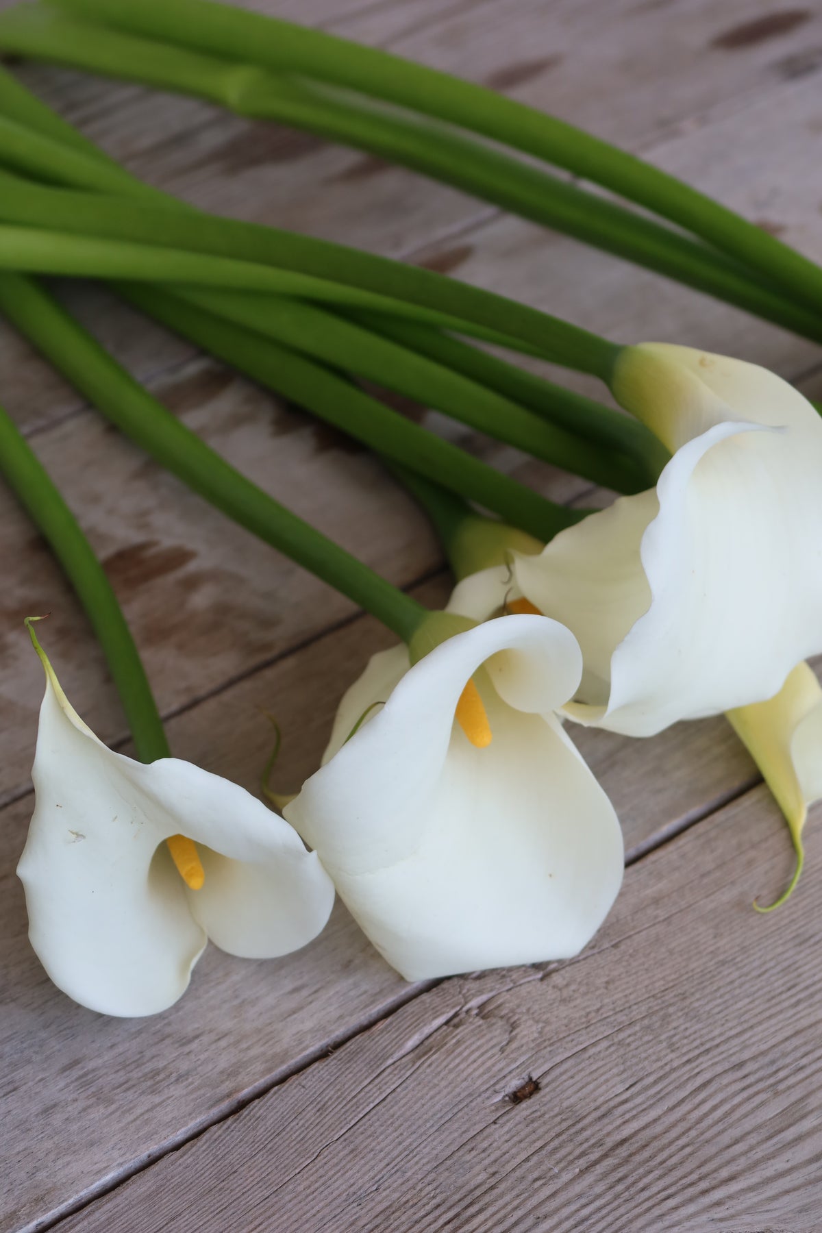 Limited Seasonal Box: White Calla Lilies