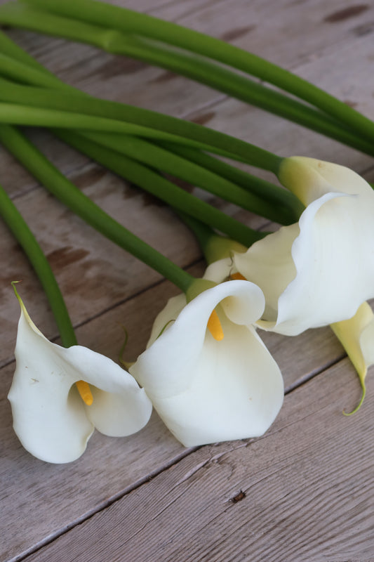 Limited Seasonal Box: White Calla Lilies